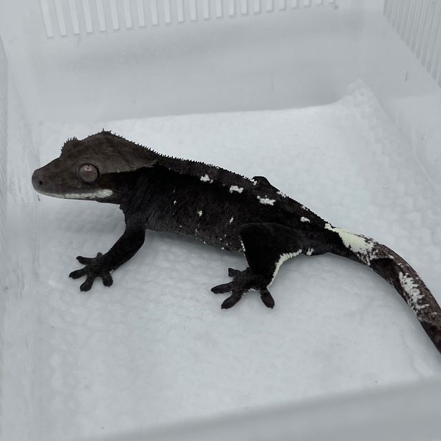 아잔틱