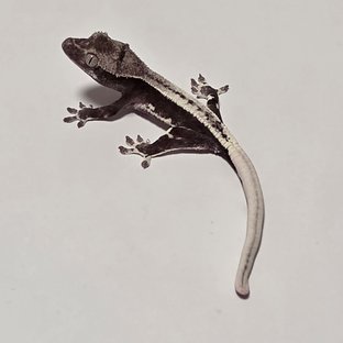 릴잔틱