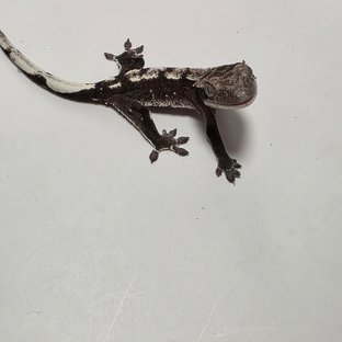아잔틱