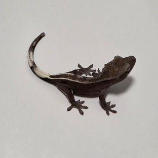아잔틱