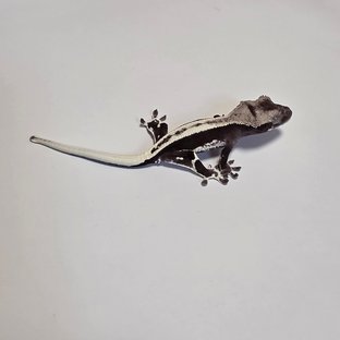 릴잔틱