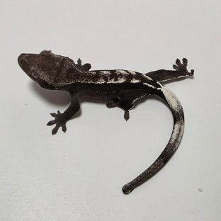 아잔틱