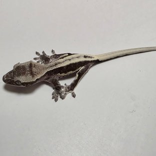 릴잔틱