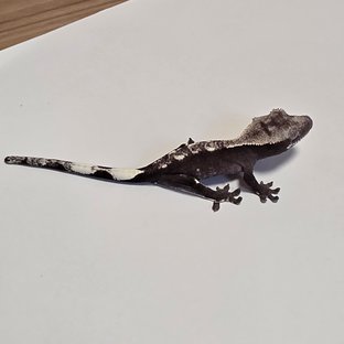 아잔틱