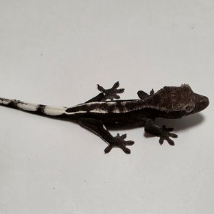 아잔틱