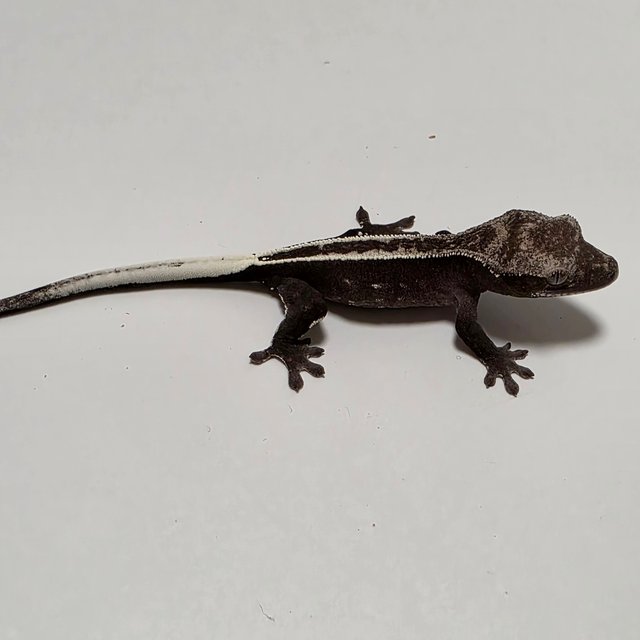 아잔틱 핀스트라이프