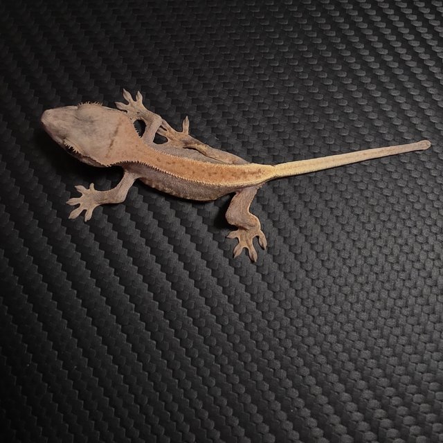 릴리100%헷아잔틱