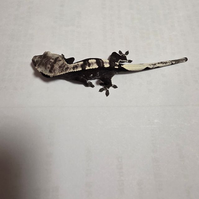 아잔틱