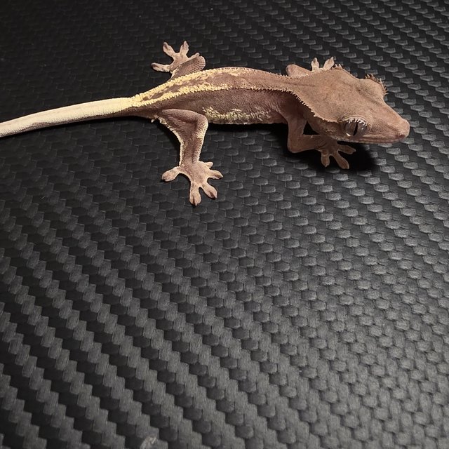 릴리 세이블 100%헷아잔틱