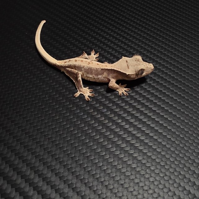 릴리100%헷아잔틱