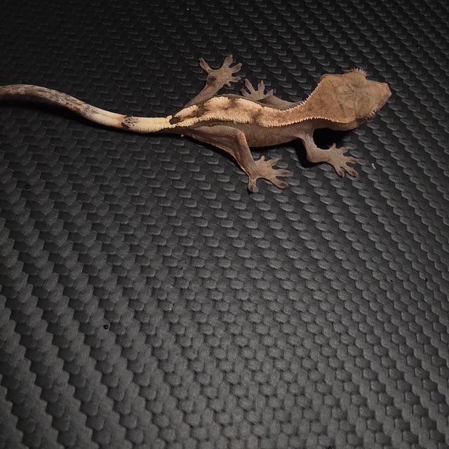 세이블 100%헷아잔틱