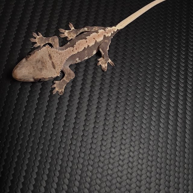 릴리100%헷아잔틱