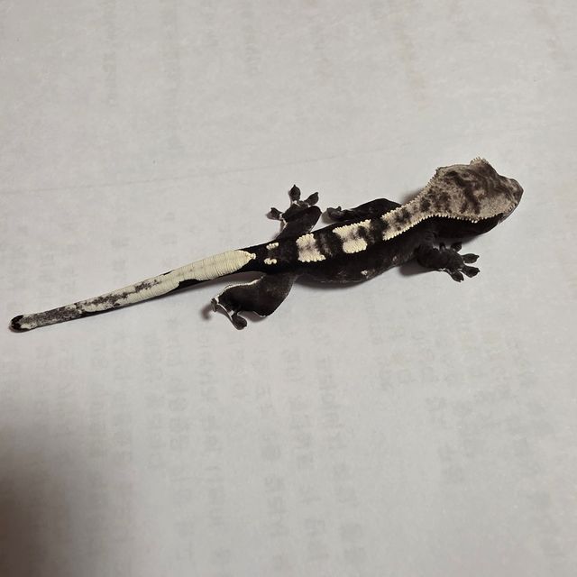 아잔틱