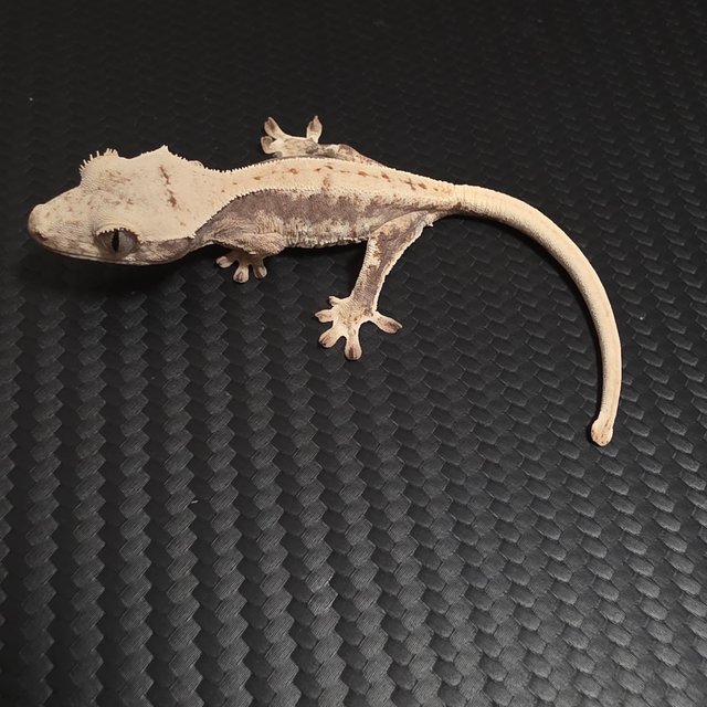 릴리100%헷아잔틱