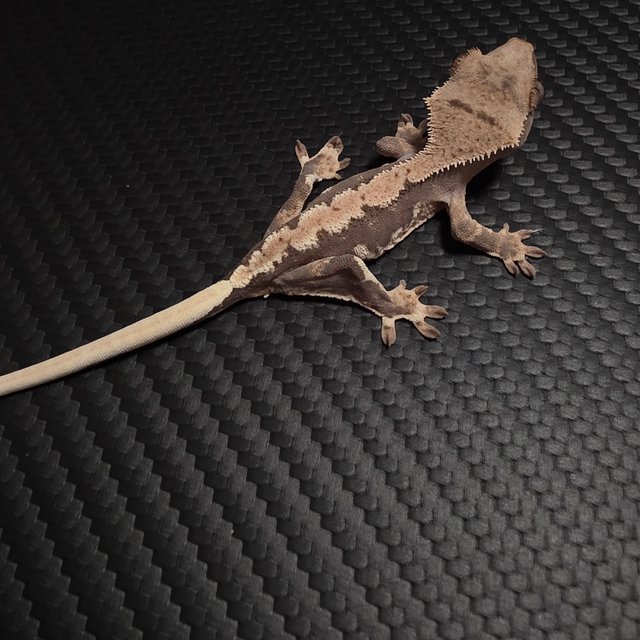 릴리100%헷아잔틱