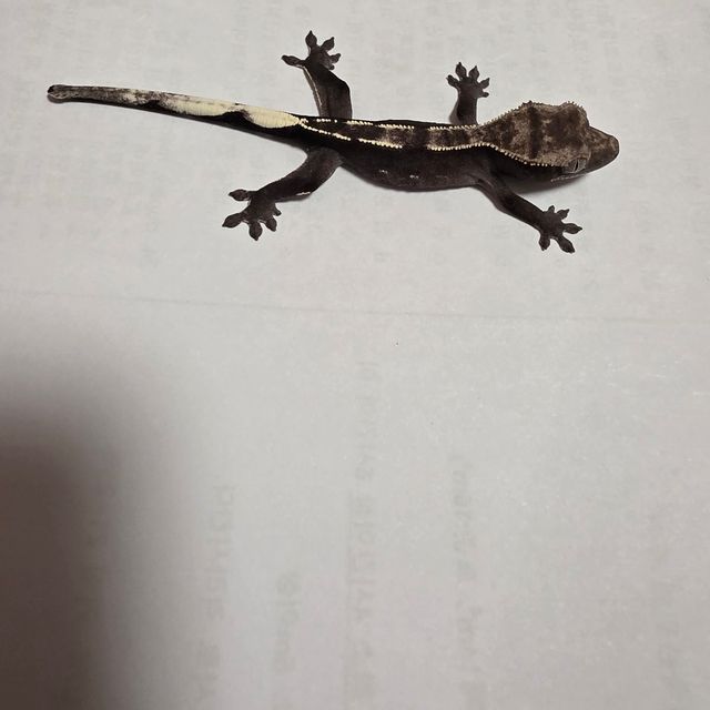 아잔틱