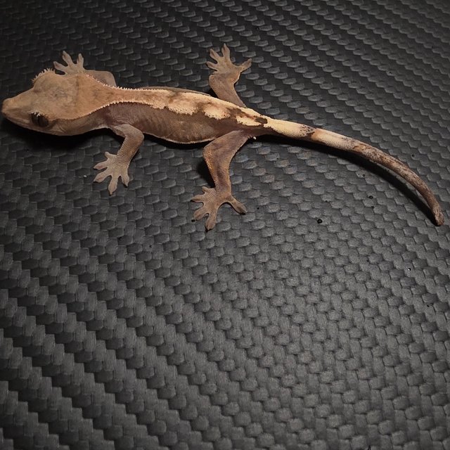 세이블 100%헷아잔틱