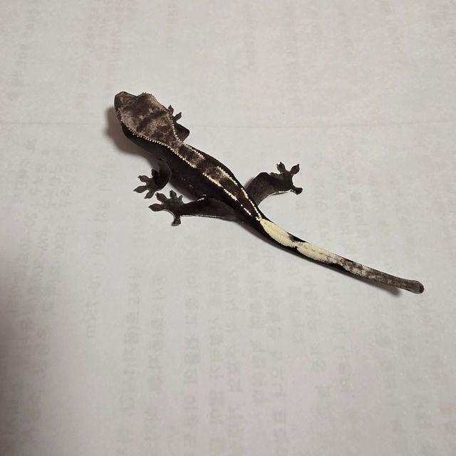 아잔틱