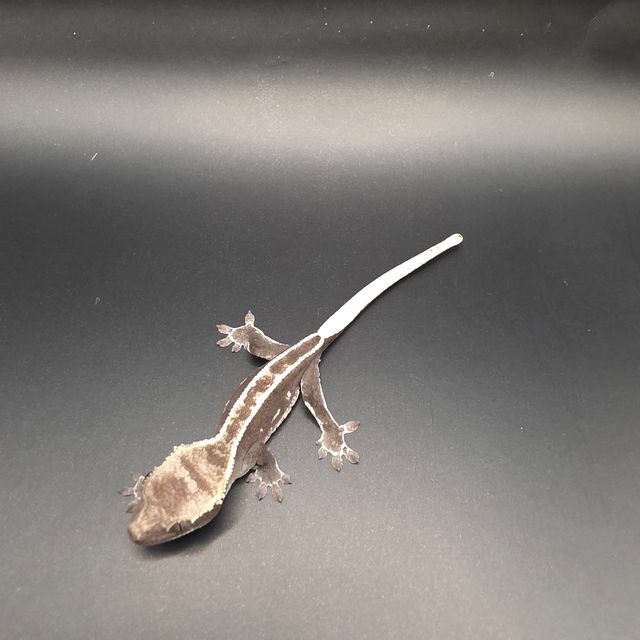 아잔틱
