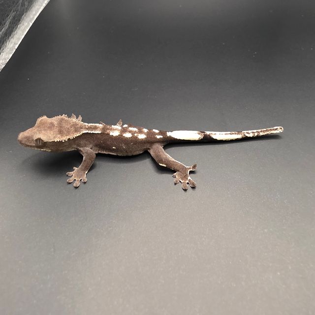아잔틱