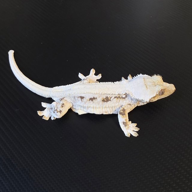 릴리화이트 화이트핀 화이트