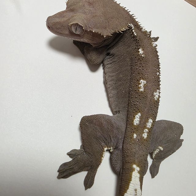 아잔틱