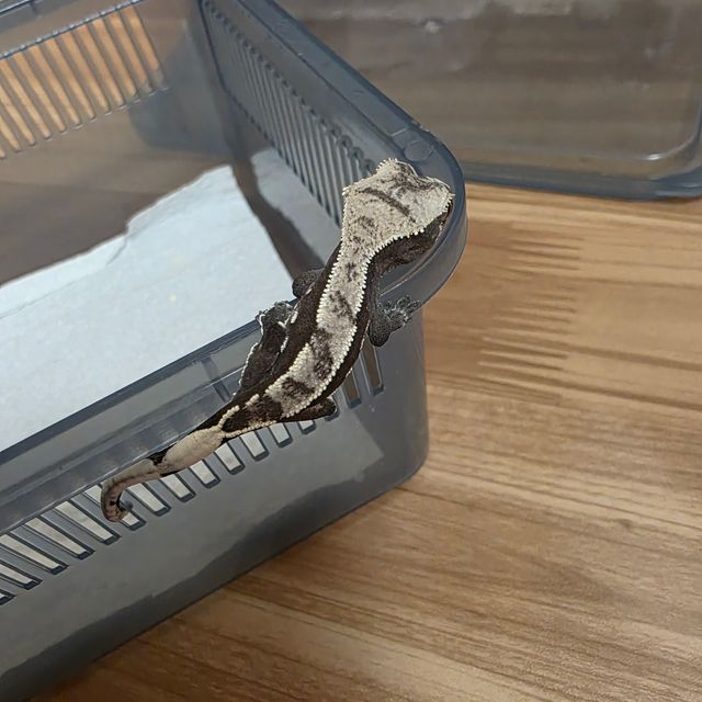 아잔틱