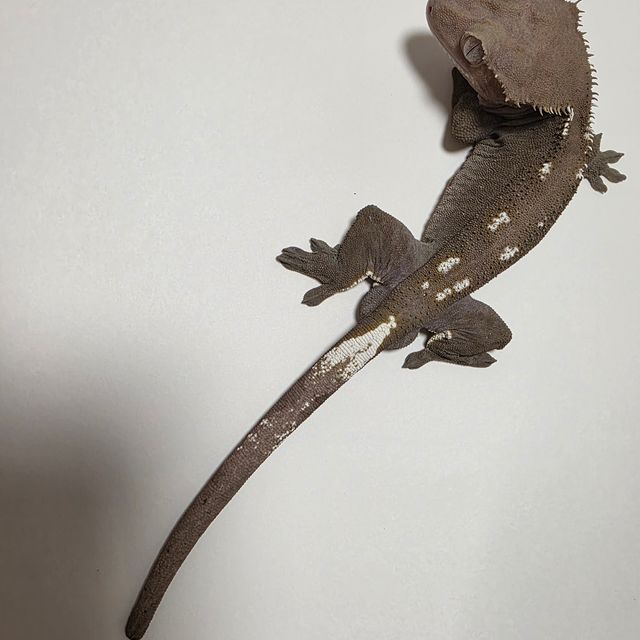 아잔틱