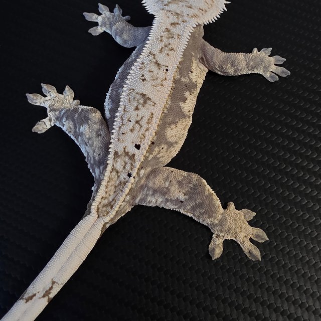 100%헷아잔틱 핀스트라이프