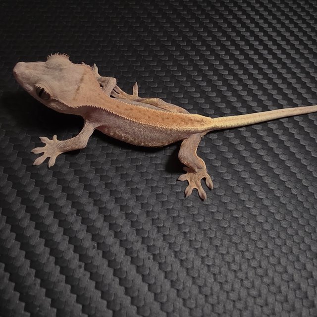 릴리100%헷아잔틱