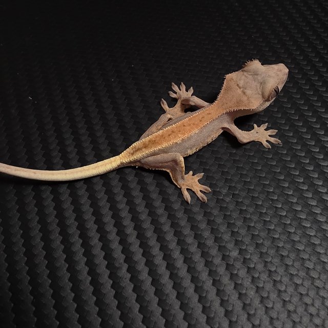 릴리100%헷아잔틱