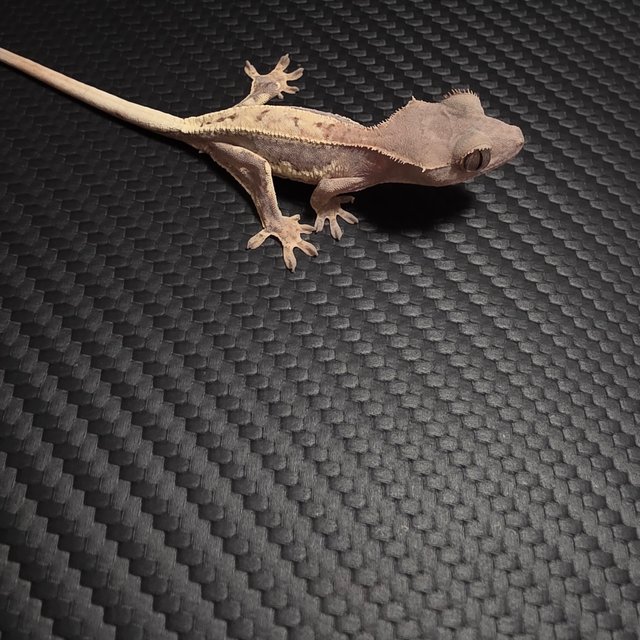 프라푸치노 100%헷아잔틱