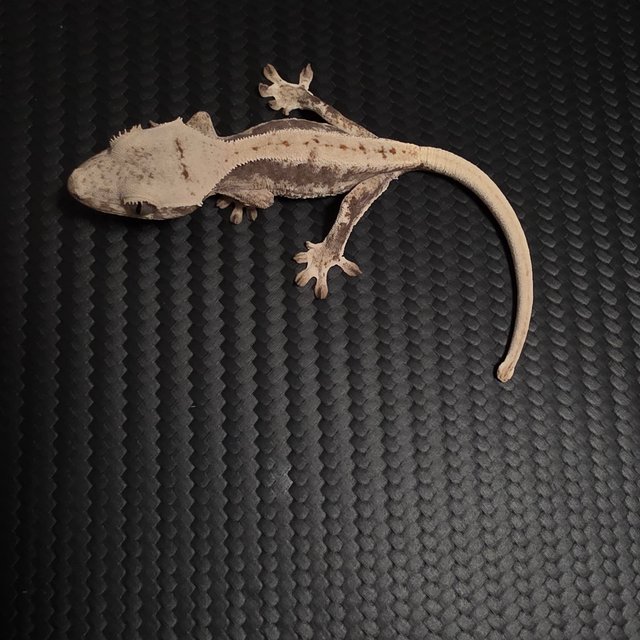 릴리100%헷아잔틱