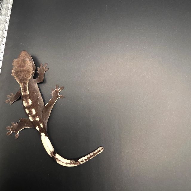 아잔틱
