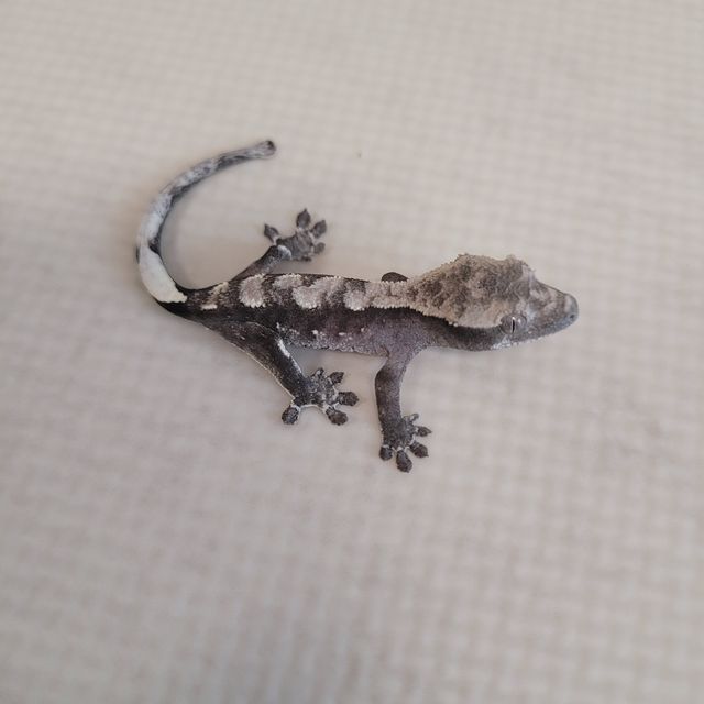 아잔틱