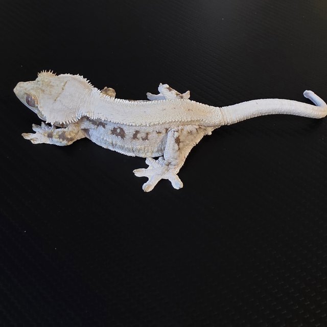 릴리화이트 화이트핀 화이트