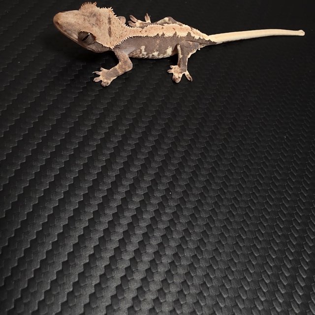 릴리100%헷아잔틱