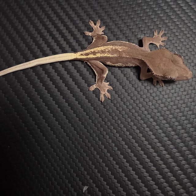 릴리 세이블 100%헷아잔틱