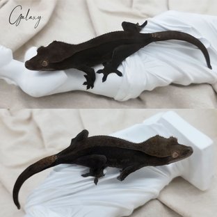 챠콜