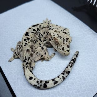 스펜