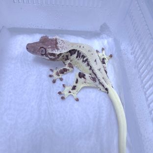 프라푸치노 판다