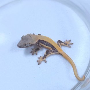 릴리화이트 솔리드백