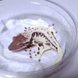 프라푸치노 판다