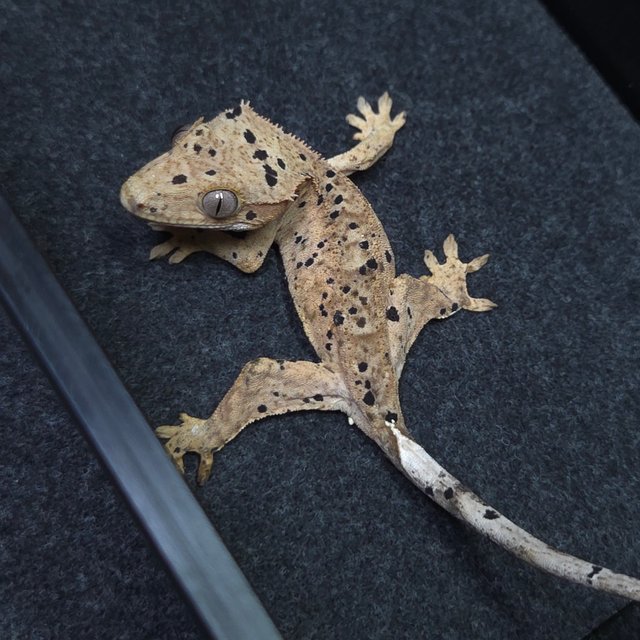 달마시안 슈퍼달마시안