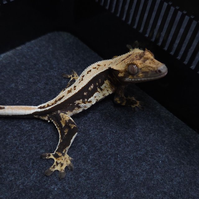 노멀 블랙 쿼드