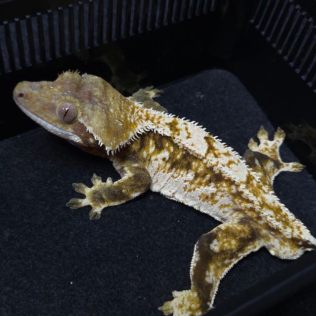 노멀 트라이 텐저린 레이지