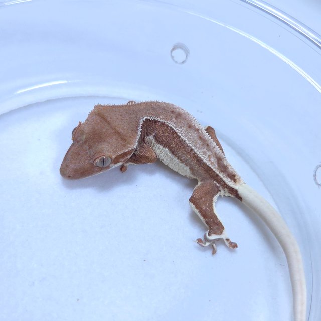 릴리화이트 레드 팬텀