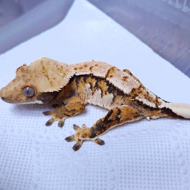 노멀 트라이 익스트림할리퀸 텐저린