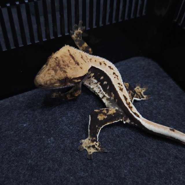 노멀 블랙 쿼드