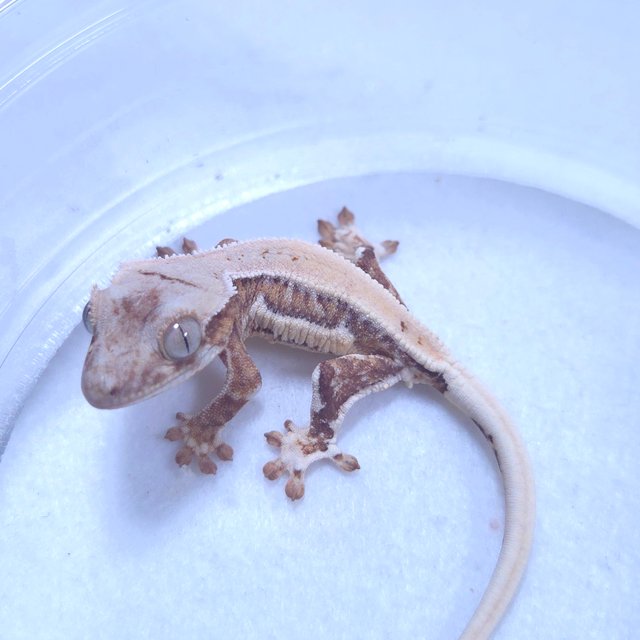 릴리화이트 크림시클